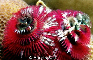 Christmas Tree Worms, Just the right color for Christmas. by Marylin Batt 
